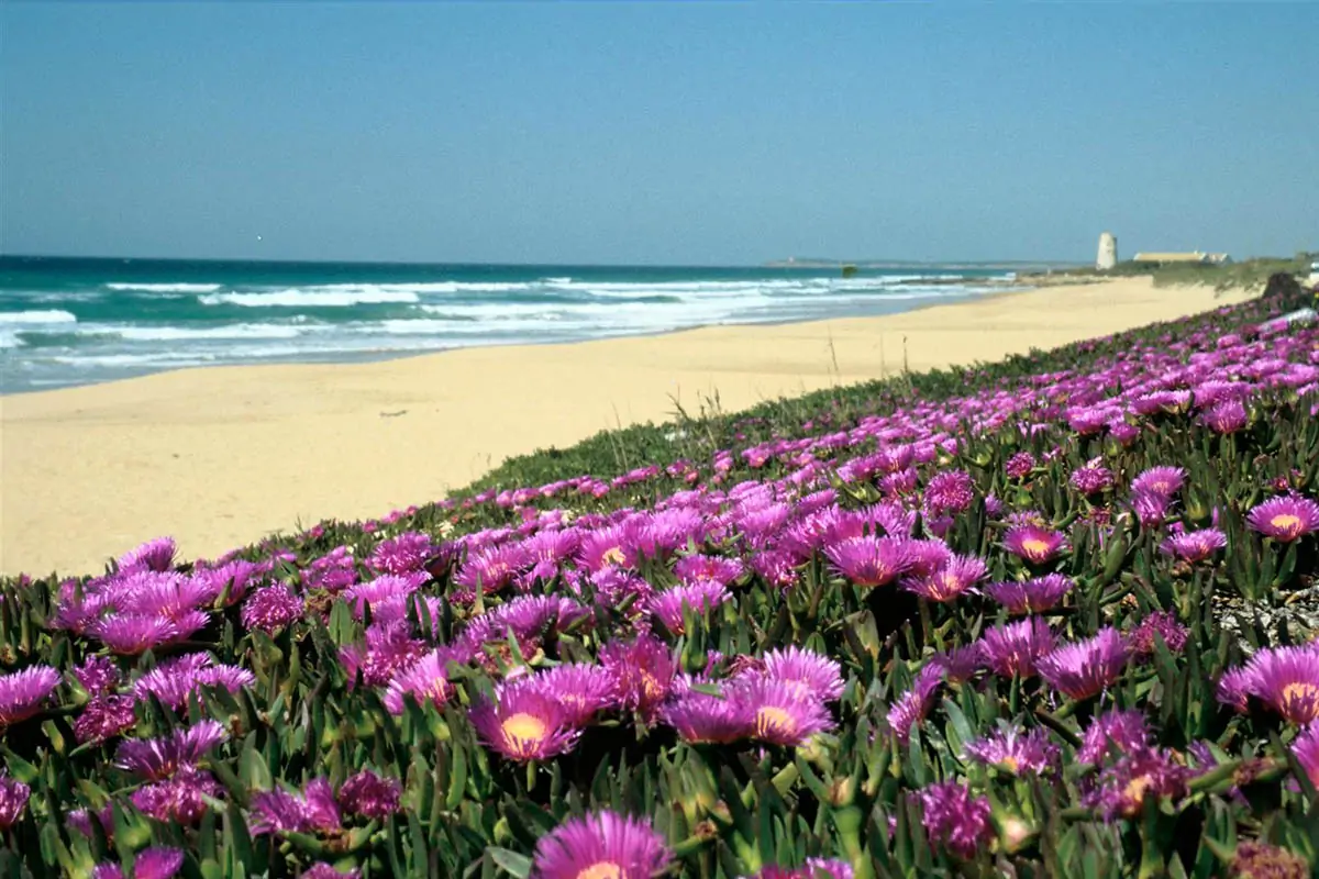 Playa de El Palmar en Vejer de la Frontera